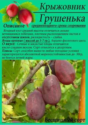 Саженцы