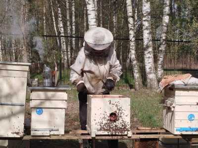 Пчелы