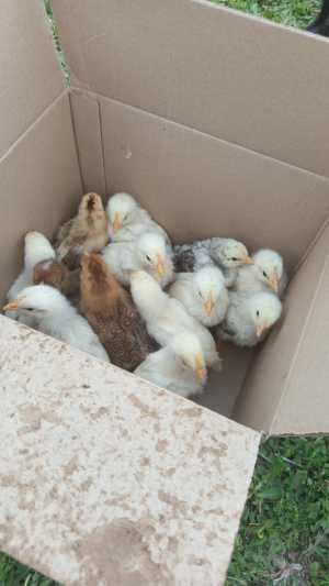 Продам