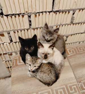 Котята