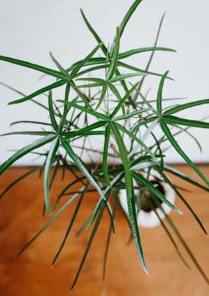 Brachychiton RUPESTRIS (Брахихитон наскальный.)