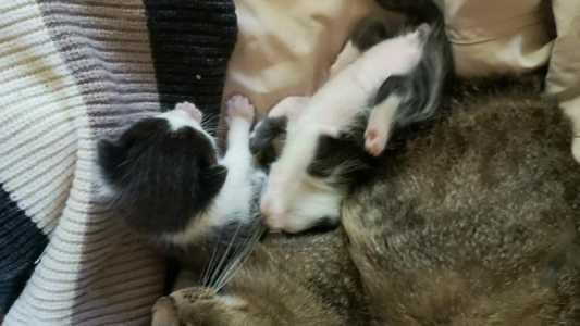 2 котёнка маленькие.