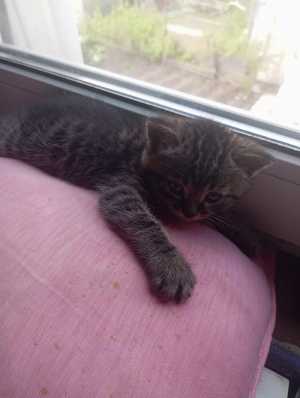 Отдам котят