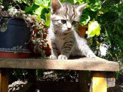 Котята