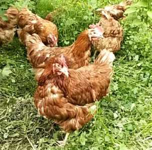 Куры несушки
