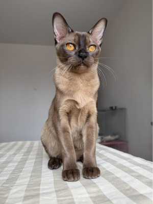 Котенок бурманский