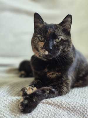 кошечка Марта