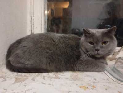 Продаю кота