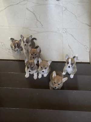 щенки корги