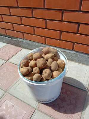 Продается семенной картофель