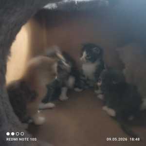 Катята 1 месяц.