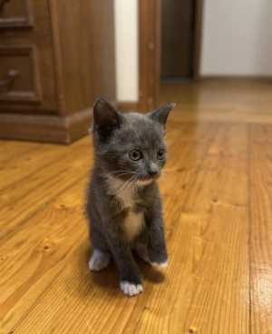 Отдам котят в добрые руки