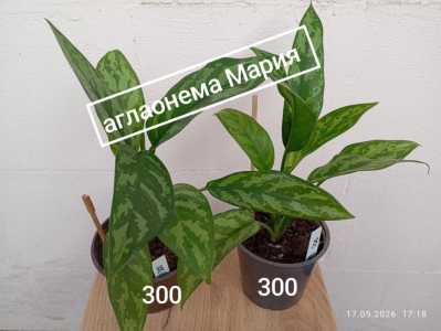 Аглаонема Мария