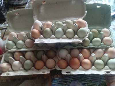 Яйцо куриное домашнее