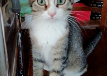Отдам котёнка