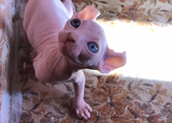 Кошки