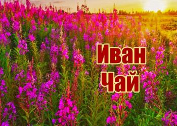 Иван чай