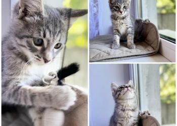 Котёнок, серого окраса, малышка в добрые руки