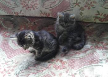 котята