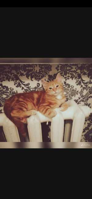 Кот