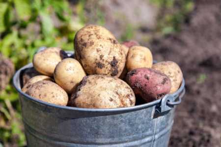 Продам картофель