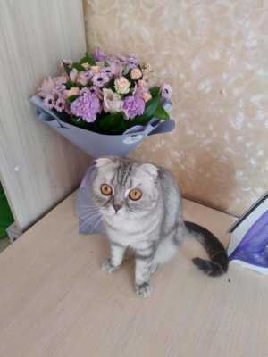 Кошечка 4 года, не стерелизована