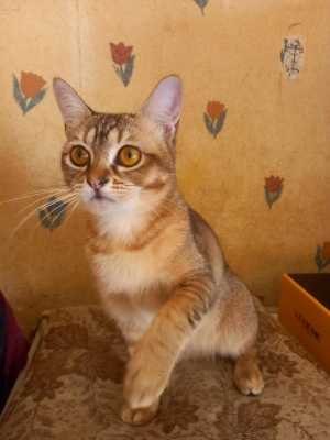 Бурмилла.
