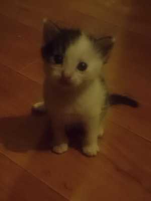 Отдам котят в добрые руки.Возраст 1,5 месяца