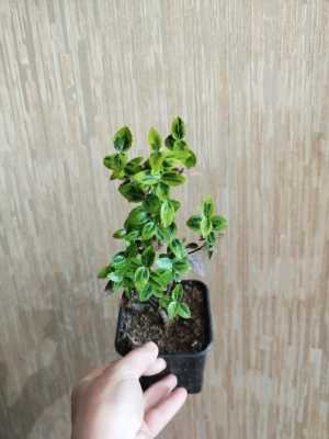 Кипарисовики и лиственные кусты