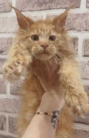 Распродажа котят мейн-кунят