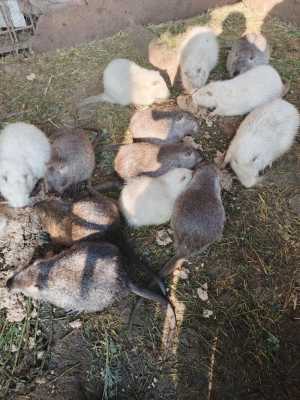 Продам шкуры нутрии