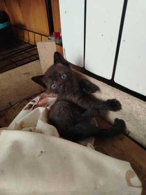 7 котят