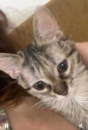 Котик ищет дом