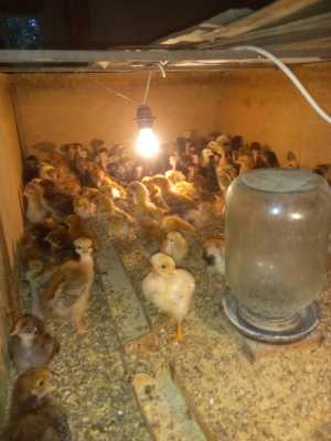 Продам домашних цыплят