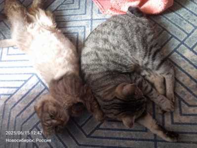 Отдам в добрые руки