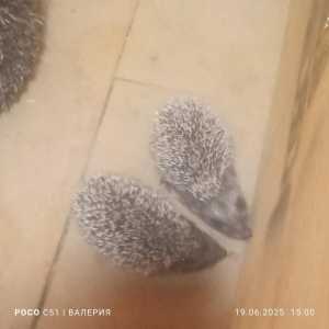Маленькие ежата.