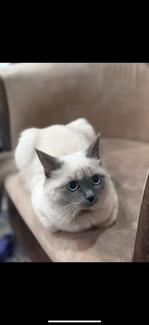 Кошка 1,2 года ищет новый дом