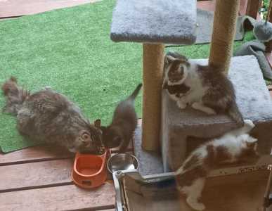 Котята охотницы в добрые руки