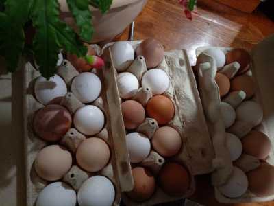 Яйцо куриное домашнее