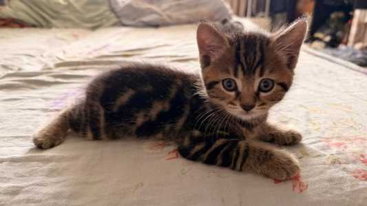 Котята британцы