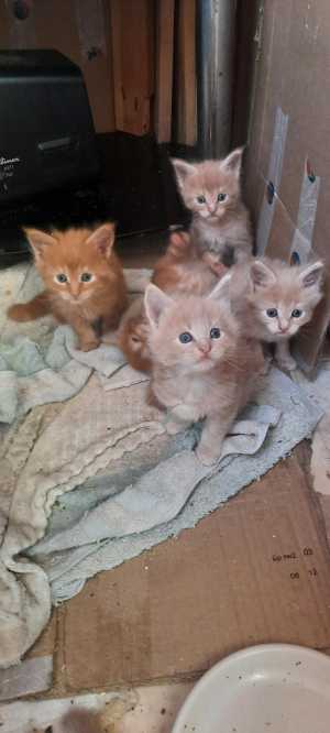 Котятки