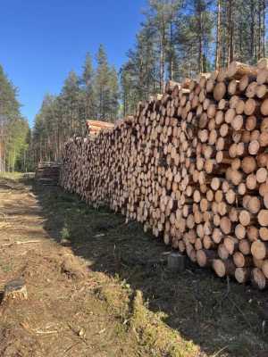 Пиловочник