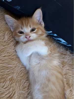 котенок в добрые руки