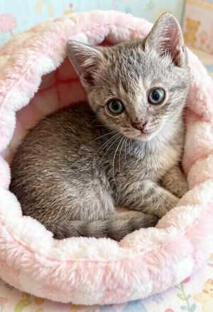 Котёнок,бесплатно
