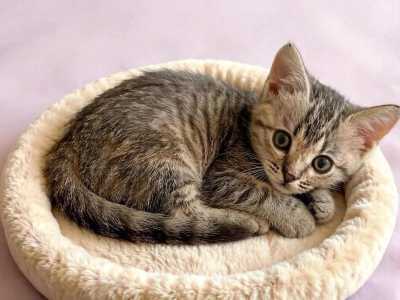 Котёнок,бесплатно