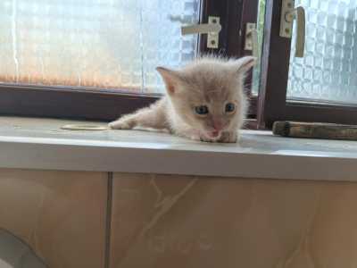 Пристраиваем котят