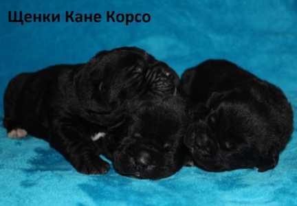 Щенки Кане Корсо