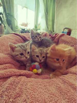 Котята шотландский
