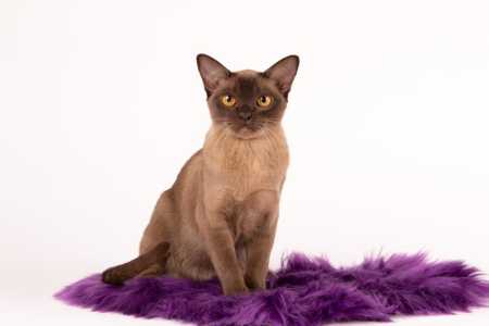 Бурманский котенок