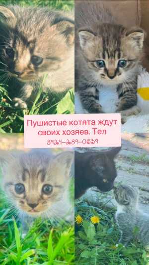 Пушистые котята